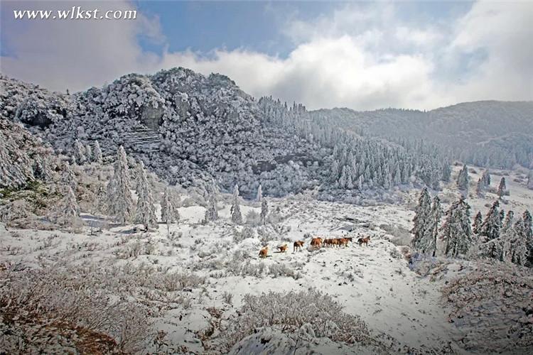 在雪中,馬兒體驗(yàn)著自由的存在和生命對(duì)抗中的質(zhì)感 仙女山