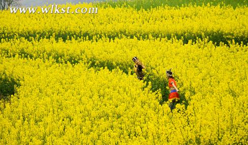 武隆廟埡油菜花鄉村旅游季3月6日開幕