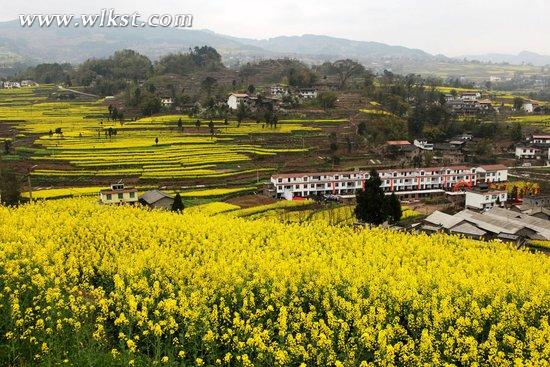 武隆廟埡油菜花鄉村旅游季3月6日開幕
