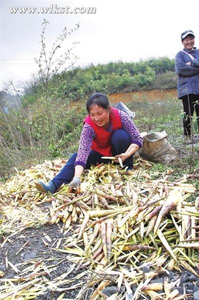 圖為曾自瓊在剝筍子。