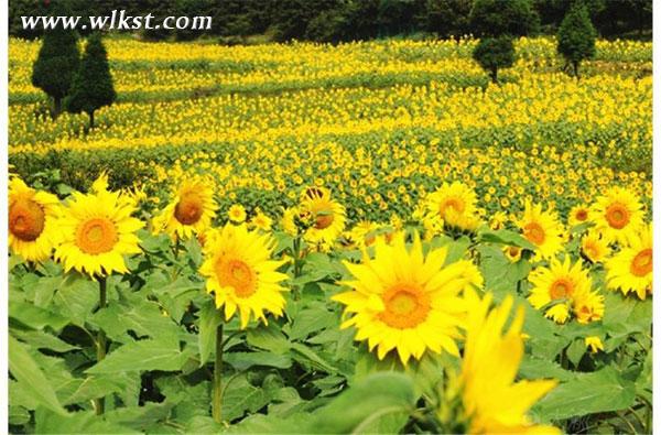 武隆仙女山打造葵花種植季 邀市民體驗(yàn)“開心農(nóng)場”