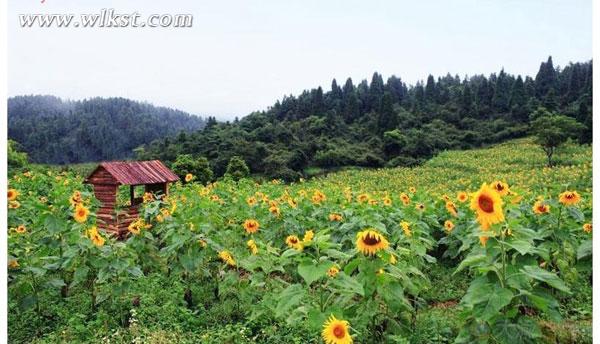 武隆仙女山打造葵花種植季 邀市民體驗(yàn)“開心農(nóng)場”