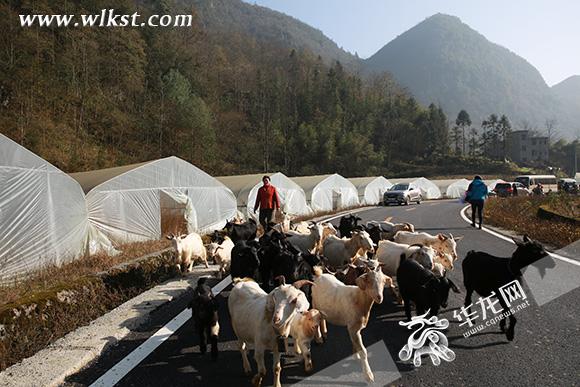 鄉村公路打通旅游路 重慶武隆村民辦農家樂倆月收入5萬多