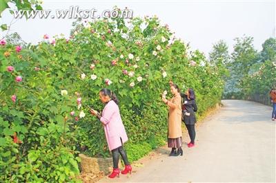 芙蓉花開(kāi)惹人醉